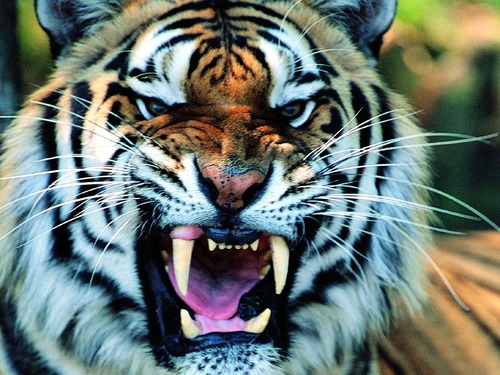 tiger