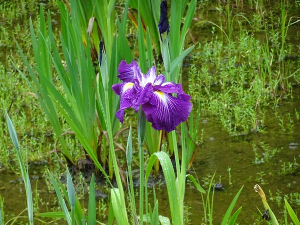 DSC00501