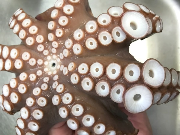 tako-kyuuban