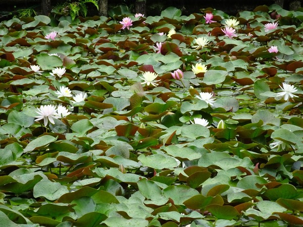 DSC00496
