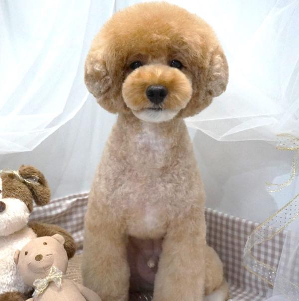 MushroomPoodle