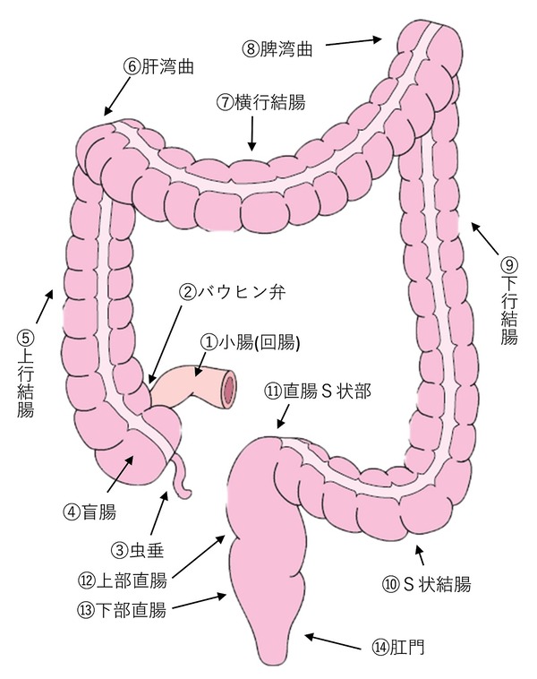 colon map