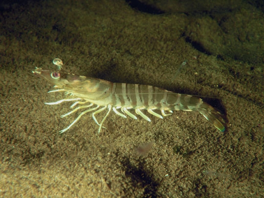 kurumaebi