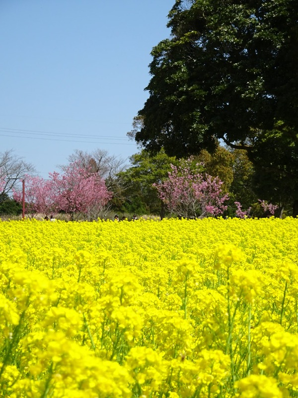 DSC00052