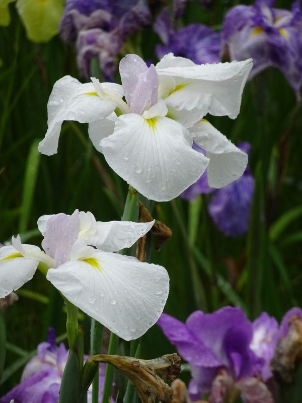 DSC00503