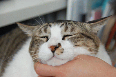 抱っこ大好きめんまさん でぶねこ めんまさん 抱っこ大好きめんまさん でぶねこ めんまさん