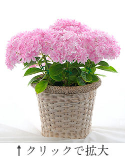 新種の紫陽花 万華鏡について ノア