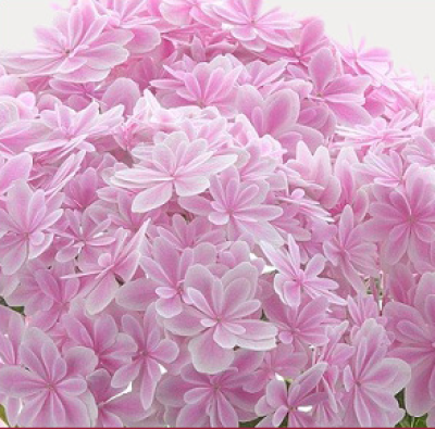 新種の紫陽花 万華鏡について ノア 新種の紫陽花 万華鏡について ノア