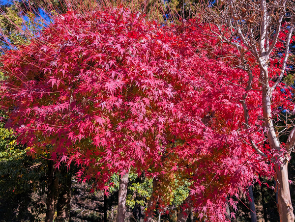 PXL_20251204_033147599.RAW-01.COVER~2