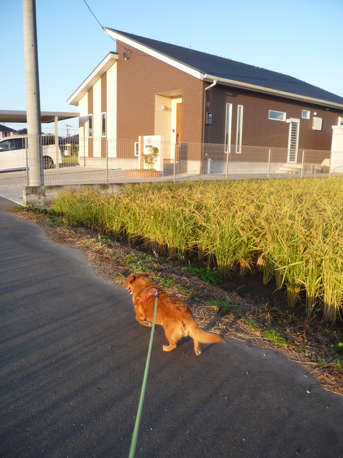 9 29 火 晴 首相補佐官に柿崎明二氏 耳日記