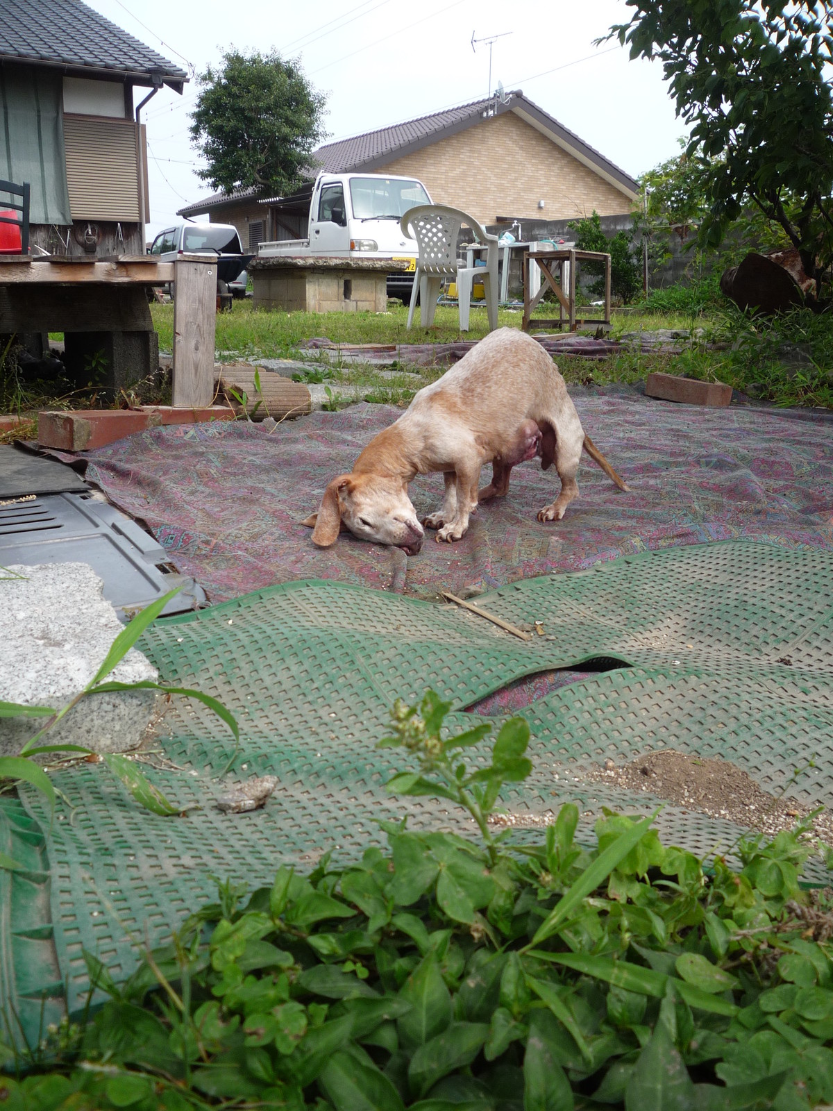 6 18 火 晴 大野元裕参院議員が民民離党 耳日記