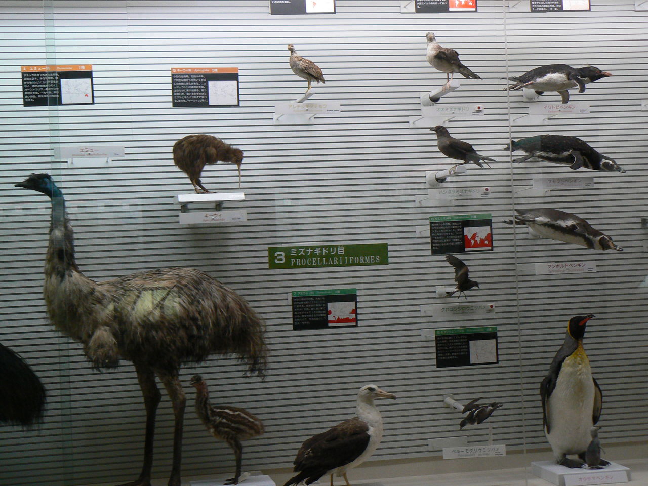 オオミズナギドリの剥製 オオミズナギドリ | 東京大学大気海洋研究所