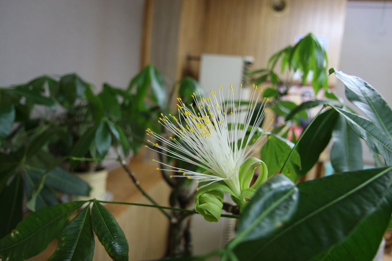パキラの花 ボスのひとり言 パキラの花 ボスのひとり言