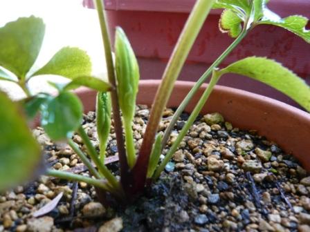 クリスマスローズの成長記録 花とプロレス Une Fleur Et Lutte Professionnelle