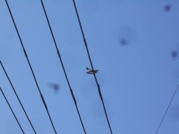 DSCN5979