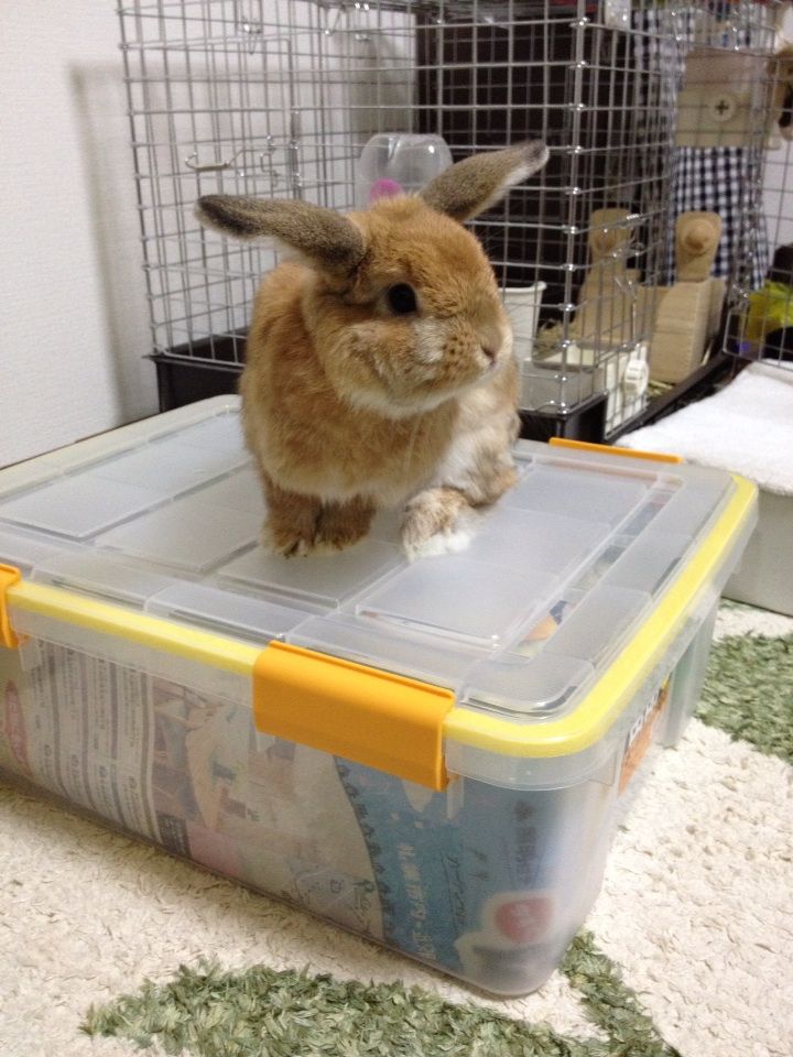 牧草の保存方法 そらとぶうさぎ