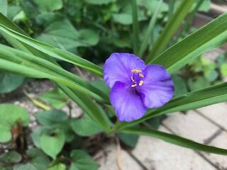 thumbnail_IMG_2654