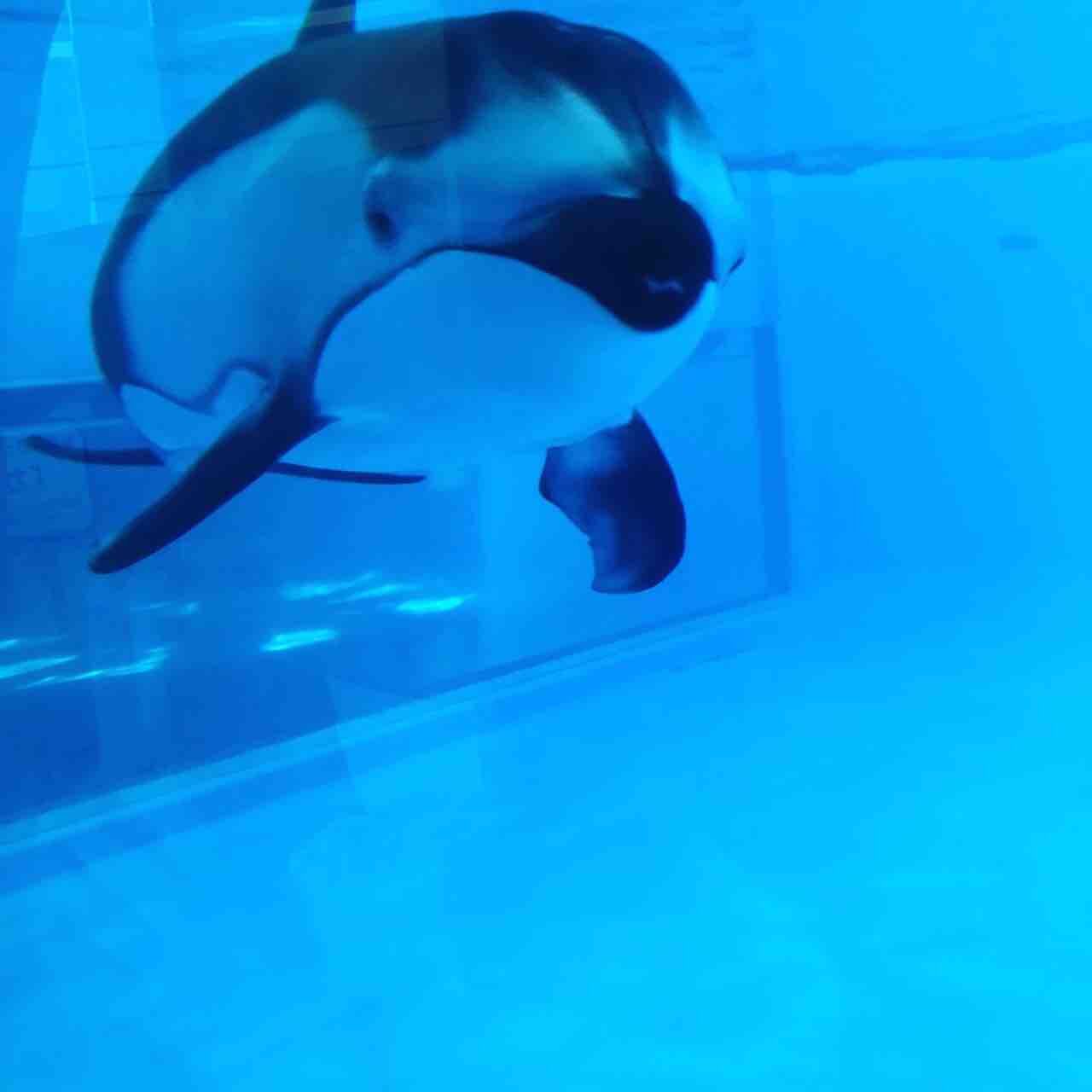 青森市にはここがある 久しぶりに行くと結構楽しい浅虫水族館 海広の休日9 青森で生きて行く