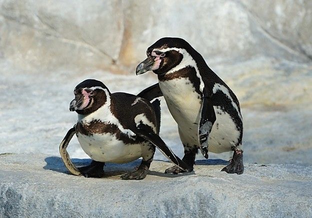 ペンギン フンボルトペンギン5羽 保護施設で殺される ペルー やめたげてよ きゃらくたー 伝記