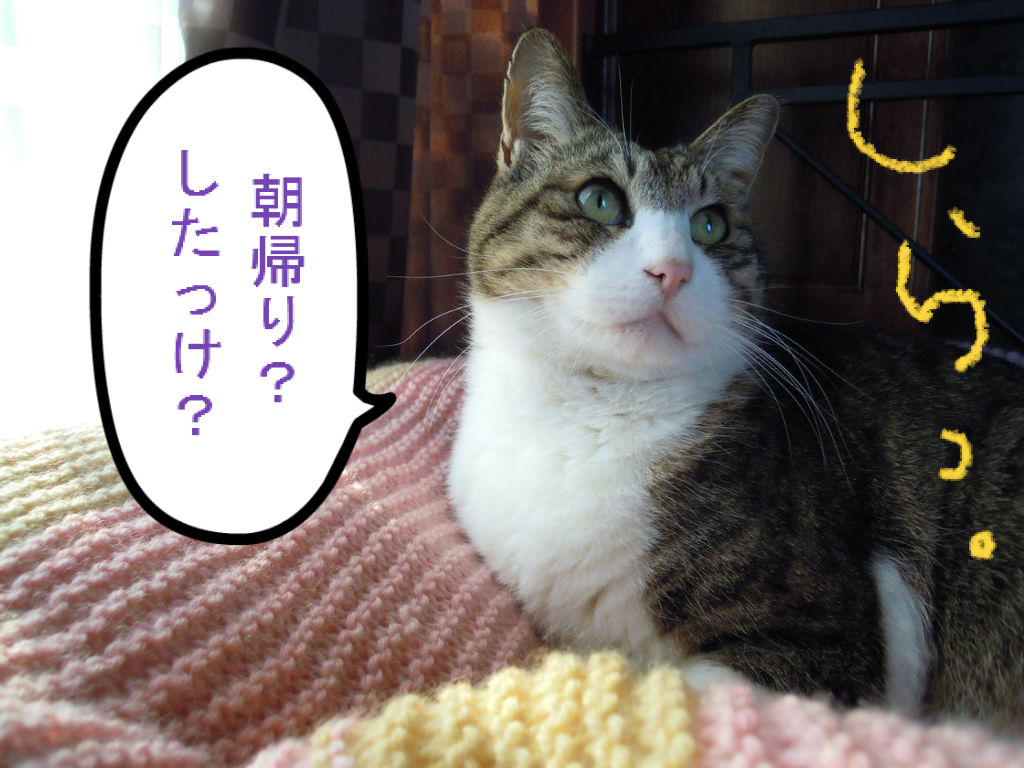 朝帰りと浮気疑惑 猫 本を閉じて猫を追いかける