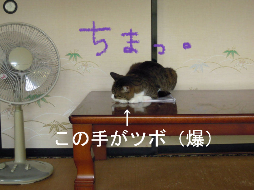 眠る角度といじける猫の真実 本を閉じて猫を追いかける 眠る角度といじける猫の真実 本を閉じて猫を追いかける