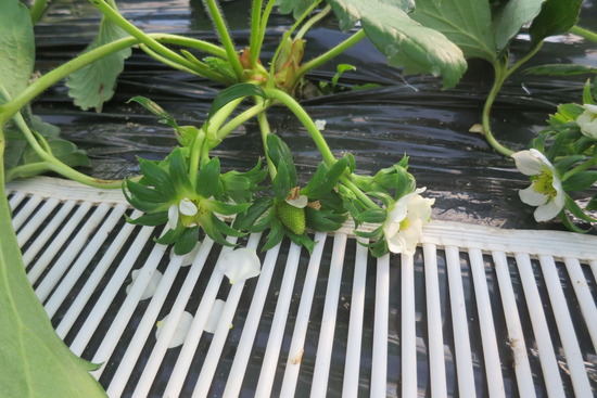 IMG_1960 - コピー