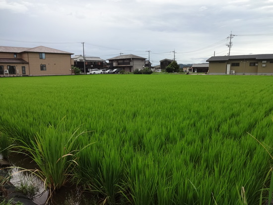 DSC07051
