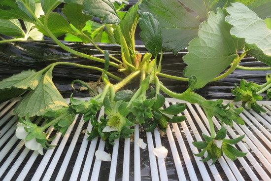 IMG_1956 - コピー