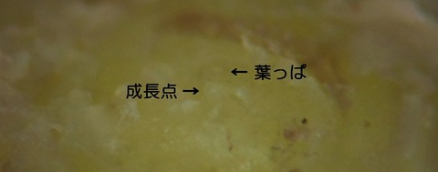 DSCN0770