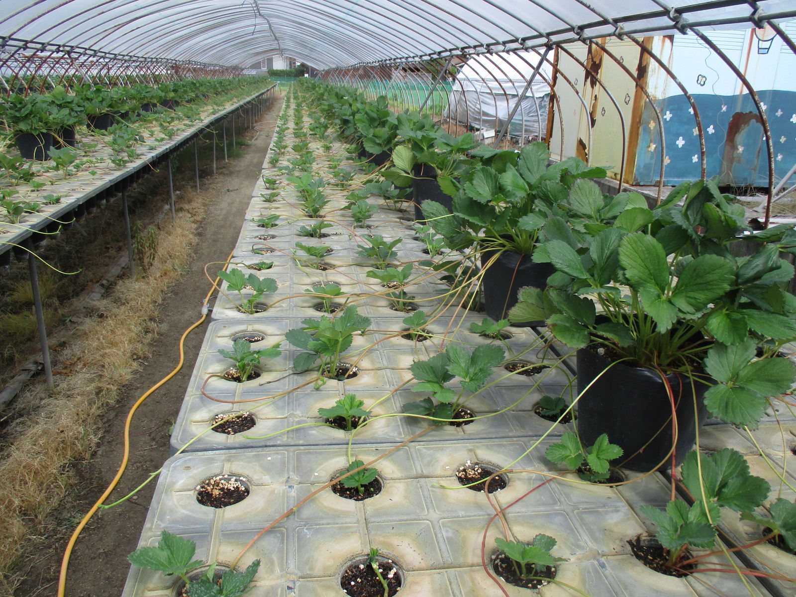 イチゴ子苗2回目の鉢受け 章姫イチゴと有機jasアヒル米 Merry Berry