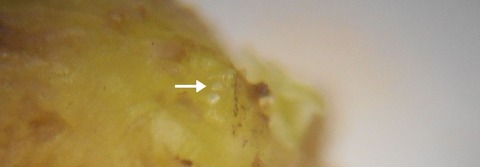 DSCN0729