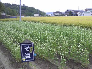 e08016f4.jpg