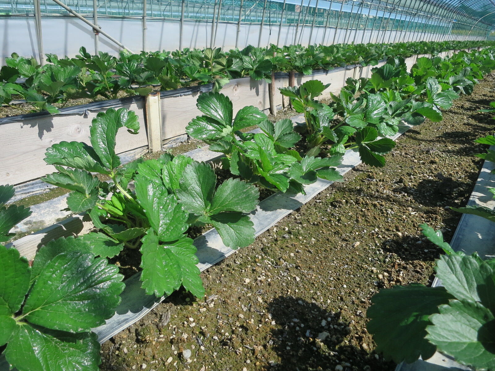 定植後初の葉かぎ 章姫イチゴと有機jasアヒル米 Merry Berry