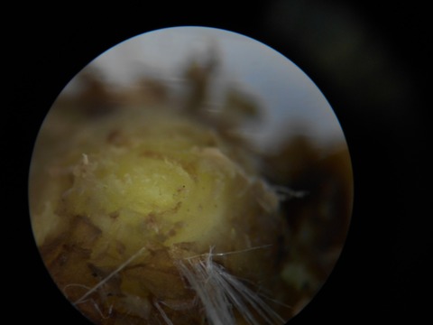 DSCN0771