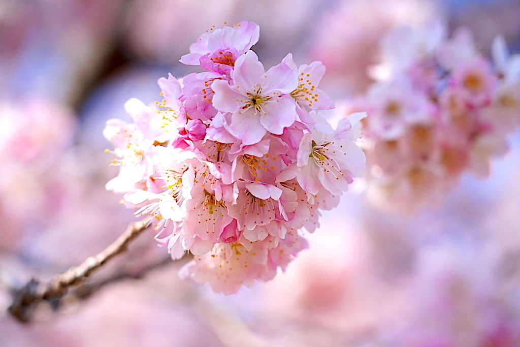 南足柄の春めき桜 Meru Blog