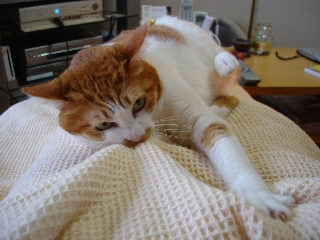 DSC04231