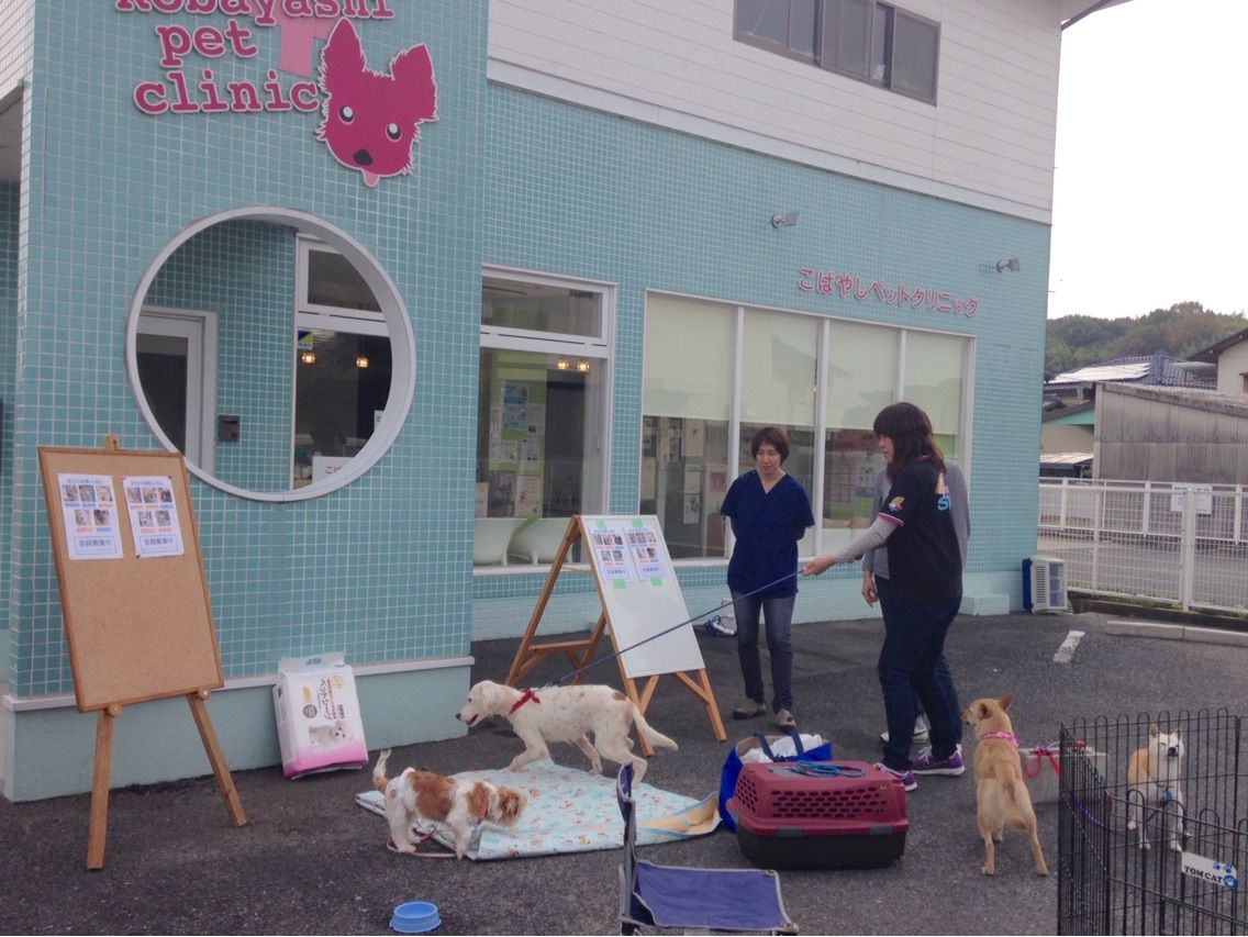 11月22日のこばやしペットクリニック譲渡会だよ ゴールデン メッシュの 毎日がバンザイ 11月22日のこばやしペットクリニック譲渡会だよ ゴールデン メッシュの 毎日がバンザイ