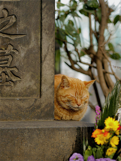 猫と鴨とアメ横と 東京ぐるぐる 桜まみれ08 東京 日暮里 上野 めし日記 猫と鴨とアメ横と 東京ぐるぐる 桜まみれ08 東京 日暮里 上野 めし日記