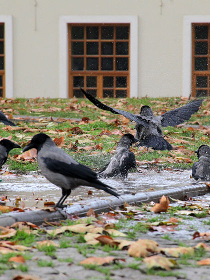 11冬 尻軽猫の国トルコへ 08 ギュルハネ公園 トルコ イスタンブール めし日記