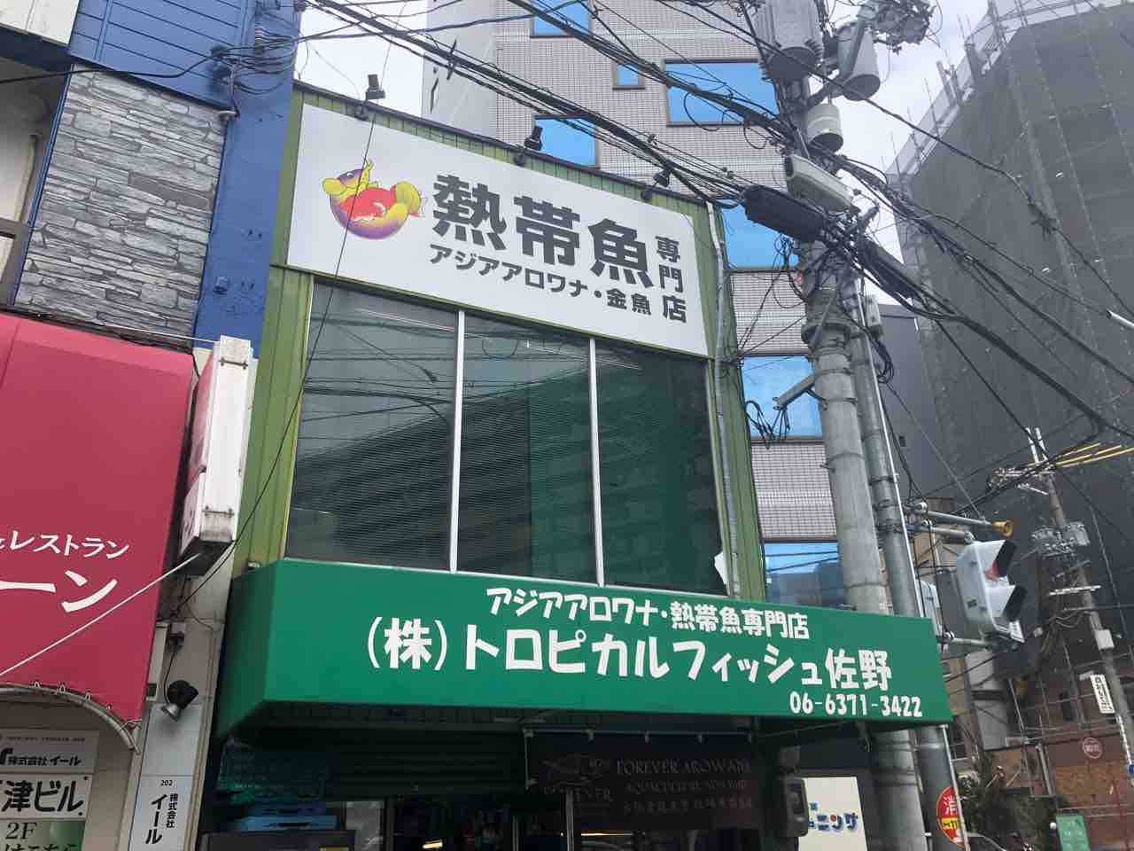 在庫の紅龍達 アジアアロワナと愉快な仲間達の飼育ブログ