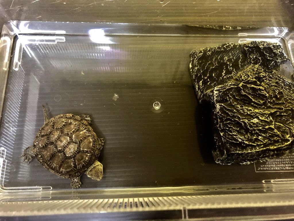 バルカンヌマガメ導入 アジアアロワナと愉快な仲間達の飼育ブログ バルカンヌマガメ導入 アジアアロワナと愉快な仲間達の飼育ブログ