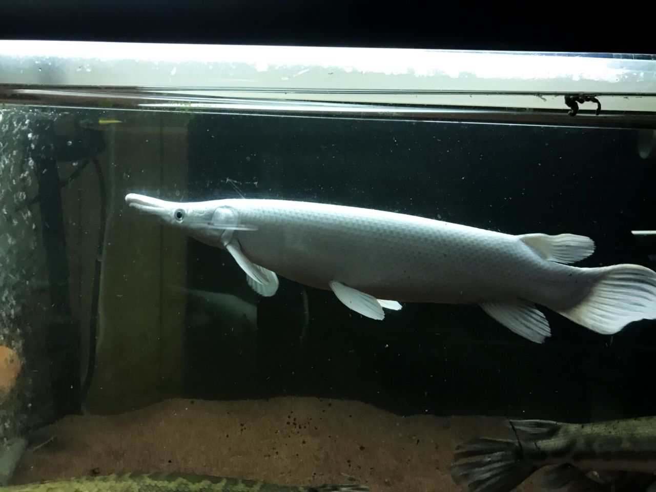 観賞魚 水草 アジアアロワナと愉快な仲間達の飼育ブログ 観賞魚 水草 アジアアロワナと愉快な仲間達の飼育ブログ