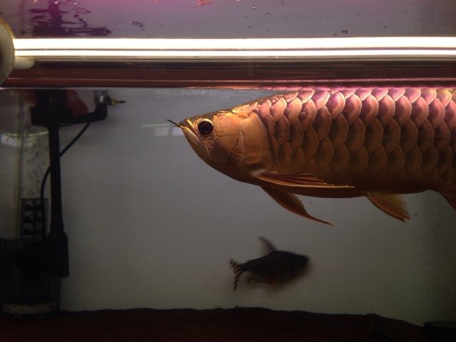 14年09月11日 アジアアロワナと愉快な仲間達の飼育ブログ