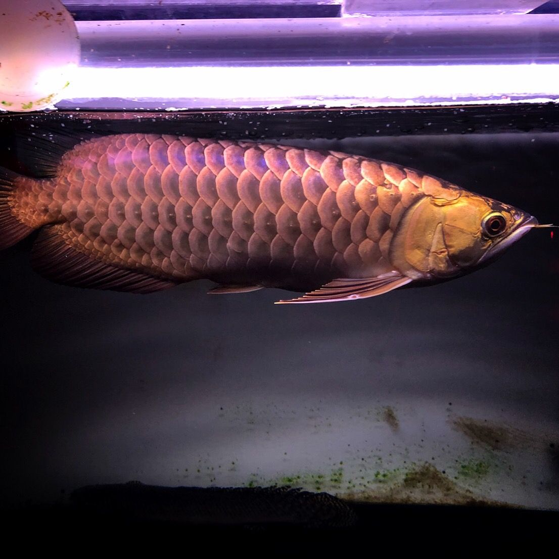 レディアンスと混泳魚 アジアアロワナと愉快な仲間達の飼育ブログ