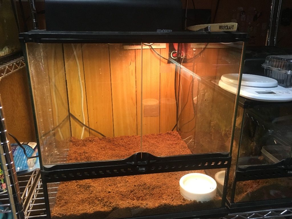 ビルマホシガメ導入 アジアアロワナと愉快な仲間達の飼育ブログ ビルマホシガメ導入 アジアアロワナと愉快な仲間達の飼育ブログ