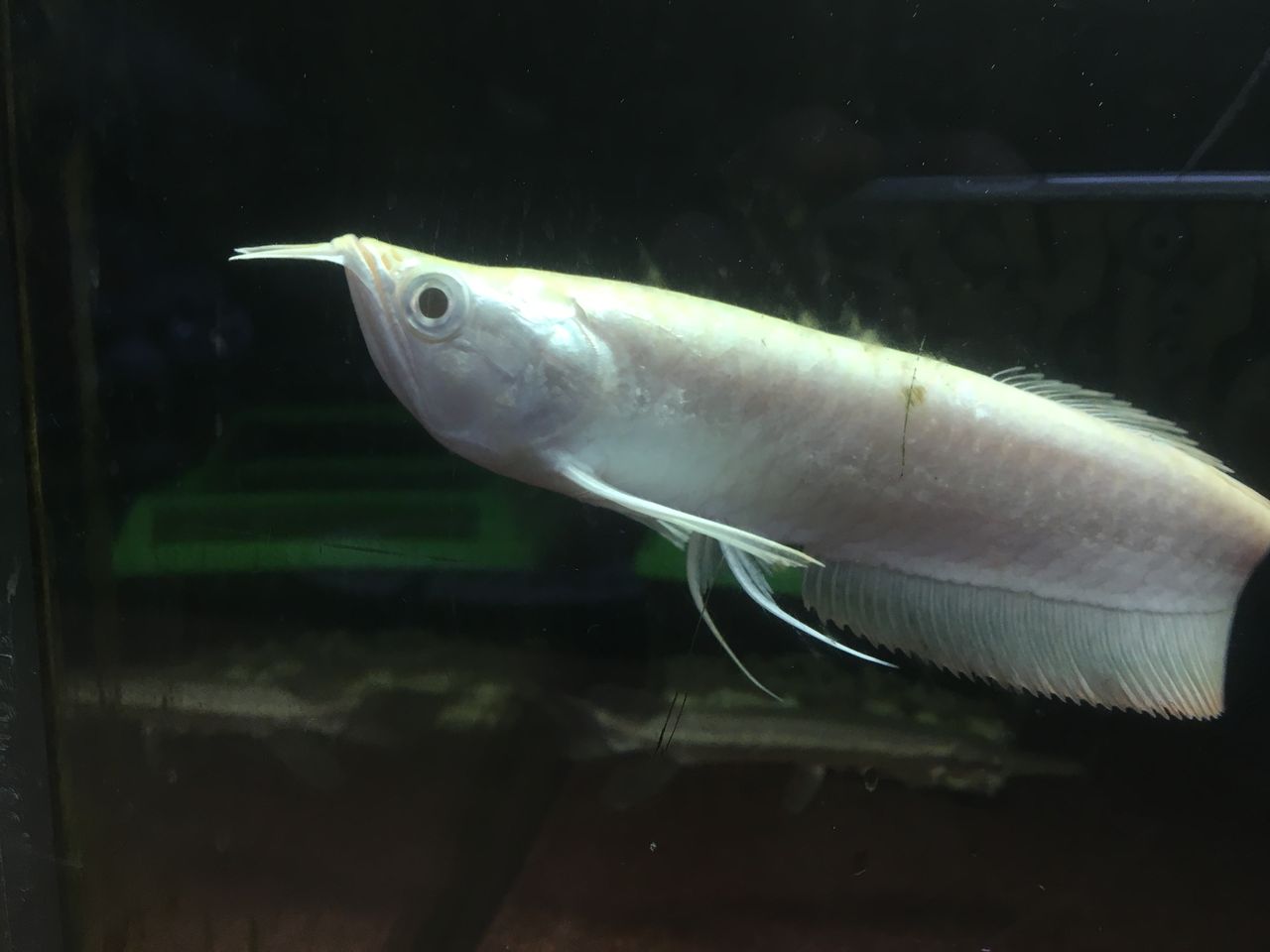 マイクロチップ入りのアルビノシルバーアロワナ アジアアロワナと愉快な仲間達の飼育ブログ マイクロチップ入りのアルビノシルバーアロワナ アジアアロワナと愉快な仲間達の飼育ブログ