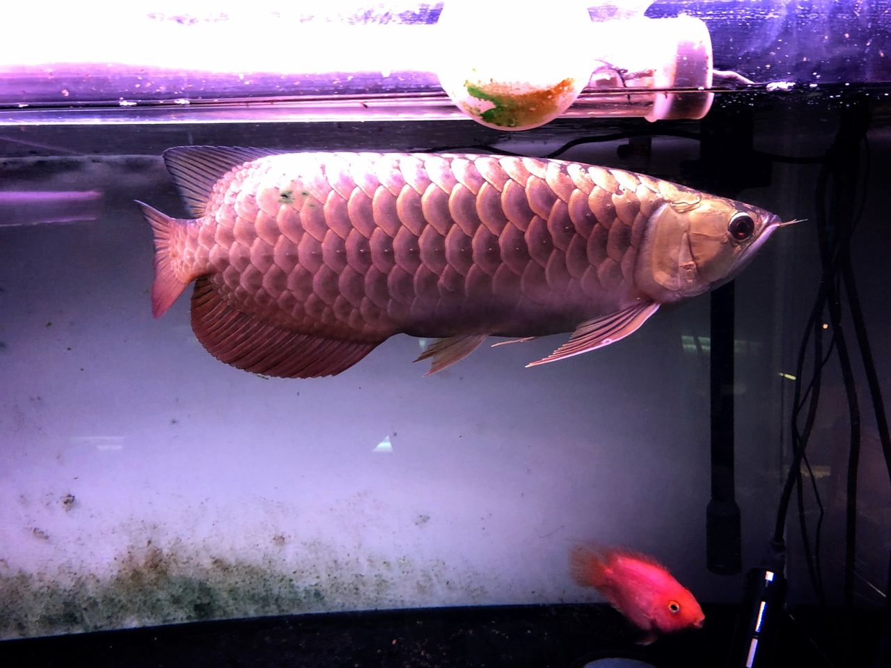 観賞魚 水草 アジアアロワナと愉快な仲間達の飼育ブログ 観賞魚 水草 アジアアロワナと愉快な仲間達の飼育ブログ