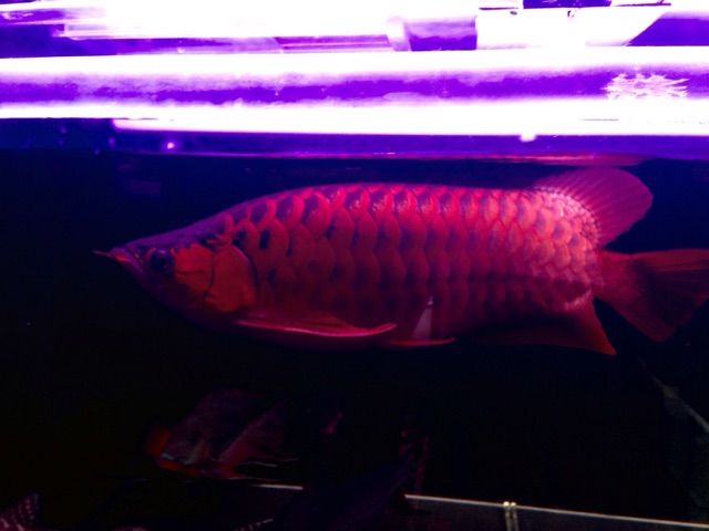 J6Aアロワナ混泳ベストサイズのカラープロキロダス3匹セット!!±14-17cm 熱帯雨林の掃除屋 カラープロキロダス | 海遊館の舞台ウラ | 生きもの