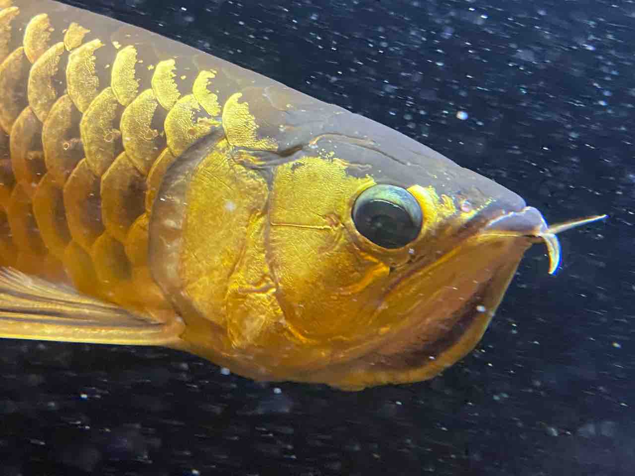 熱帯魚 アジアアロワナと愉快な仲間達の飼育ブログ 熱帯魚 アジアアロワナと愉快な仲間達の飼育ブログ