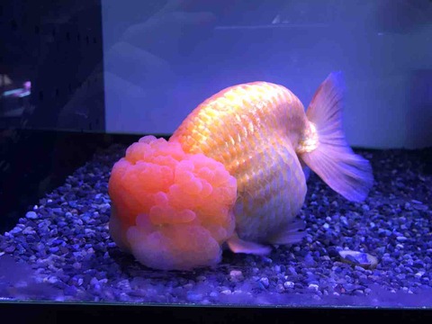 ハーフムーンオランダ アジアアロワナと愉快な仲間達の飼育ブログ